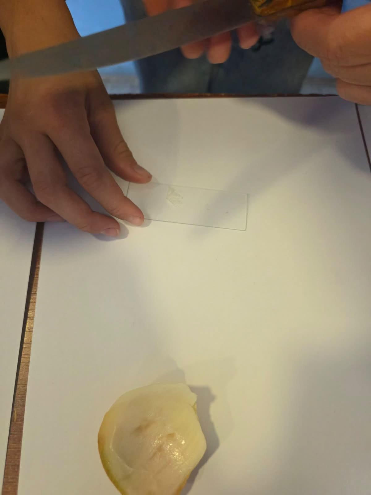Fotografi nga aktiviteti