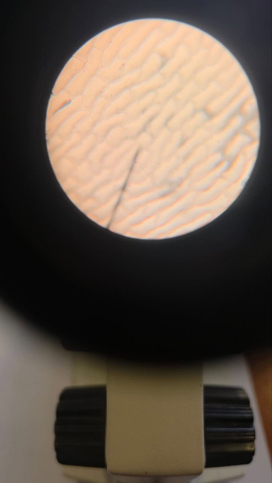 Fotografi nga aktiviteti